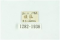 三條橙燈蛾藏品圖，第3張