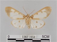 長斑擬燈蛾藏品圖，第1張