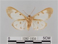 長斑擬燈蛾藏品圖，第2張