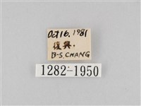 長斑擬燈蛾藏品圖，第3張