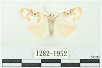 臺雪苔蛾藏品圖，第1張