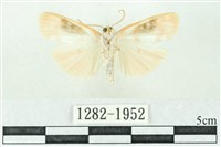 臺雪苔蛾藏品圖，第2張