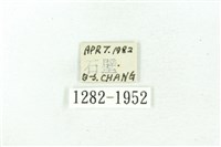 臺雪苔蛾藏品圖，第3張