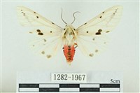 菊池污燈蛾藏品圖，第1張