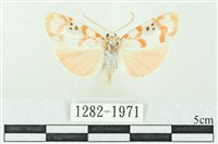 臺雪苔蛾藏品圖，第1張