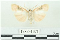 臺雪苔蛾藏品圖，第2張