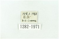 臺雪苔蛾藏品圖，第3張