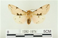 棍棒污燈蛾藏品圖，第1張