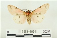 棍棒污燈蛾藏品圖，第2張