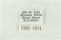 棍棒污燈蛾藏品圖，第3張