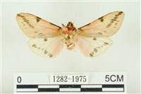 棍棒污燈蛾藏品圖，第2張