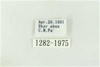 棍棒污燈蛾藏品圖，第3張