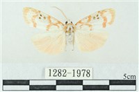 臺雪苔蛾藏品圖，第1張