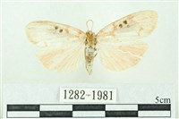 臺雪苔蛾藏品圖，第1張