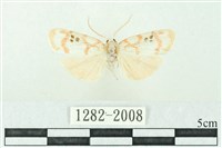 臺雪苔蛾藏品圖，第1張