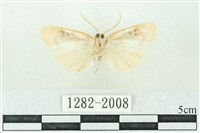 臺雪苔蛾藏品圖，第2張