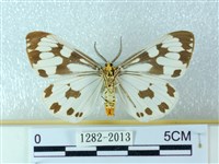 粉蝶燈蛾藏品圖，第2張