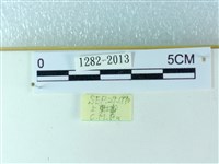 粉蝶燈蛾藏品圖，第3張