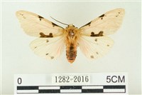 棍棒污燈蛾藏品圖，第1張