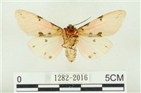 棍棒污燈蛾藏品圖，第2張