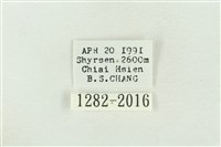 棍棒污燈蛾藏品圖，第3張