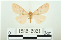 三條橙燈蛾藏品圖，第1張