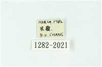 三條橙燈蛾藏品圖，第3張