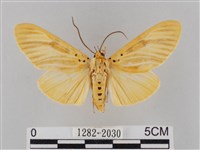 橙擬燈蛾藏品圖，第1張