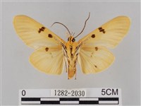 橙擬燈蛾藏品圖，第2張