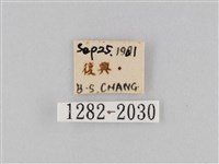 橙擬燈蛾藏品圖，第3張