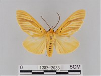 橙擬燈蛾藏品圖，第1張