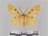 橙擬燈蛾藏品圖，第2張