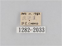 橙擬燈蛾藏品圖，第3張