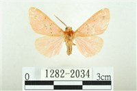 三條橙燈蛾藏品圖，第1張