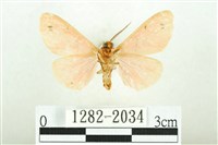 三條橙燈蛾藏品圖，第2張