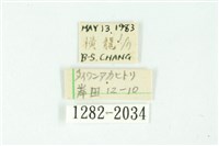 三條橙燈蛾藏品圖，第3張