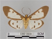 長斑擬燈蛾藏品圖，第1張