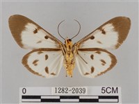 長斑擬燈蛾藏品圖，第2張