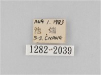 長斑擬燈蛾藏品圖，第3張