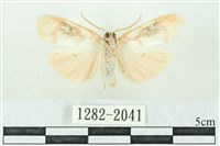 臺雪苔蛾藏品圖，第2張