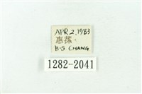 臺雪苔蛾藏品圖，第3張