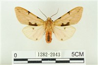 棍棒污燈蛾藏品圖，第1張