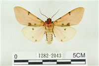 棍棒污燈蛾藏品圖，第2張