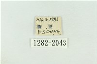 棍棒污燈蛾藏品圖，第3張