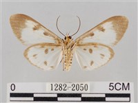 長斑擬燈蛾藏品圖，第2張