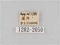 長斑擬燈蛾藏品圖，第3張