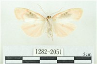 臺雪苔蛾藏品圖，第2張