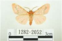 三條橙燈蛾藏品圖，第1張