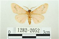 三條橙燈蛾藏品圖，第2張