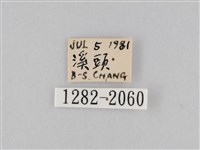 橙擬燈蛾藏品圖，第3張
